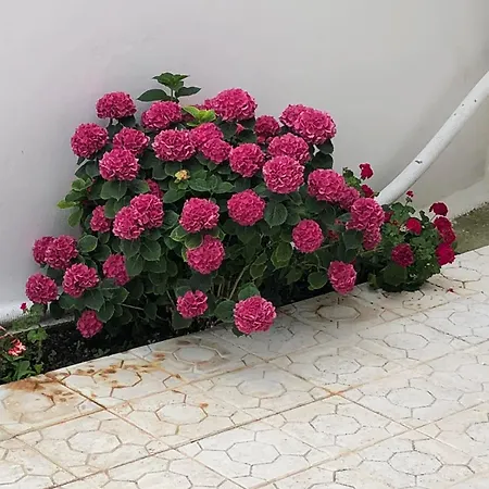 Anna's House Appartement *